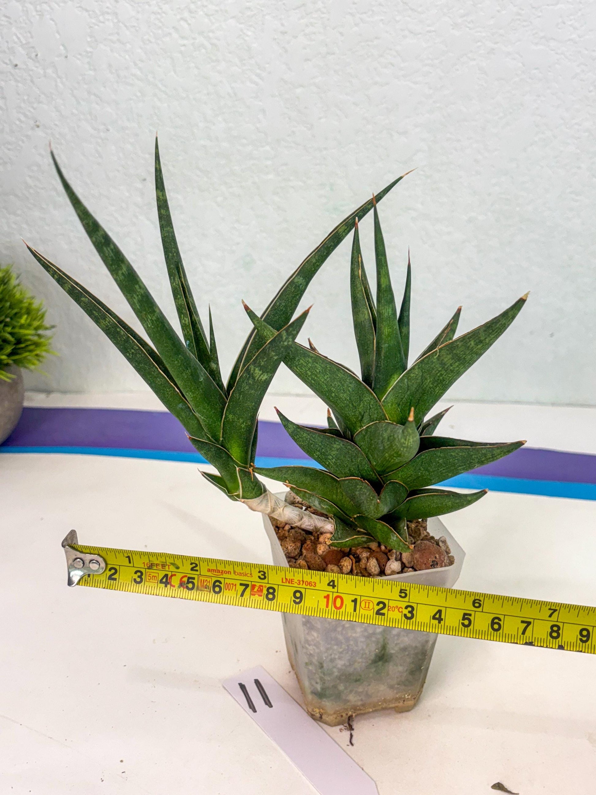 Sansevieria Prabu (ca1) (11) | Rare Snake Plant