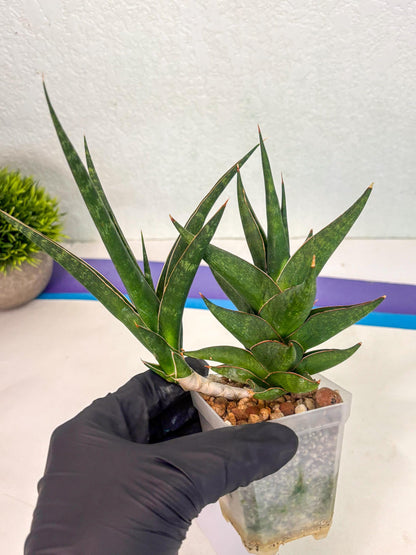 Sansevieria Prabu (ca1) (11) | Rare Snake Plant