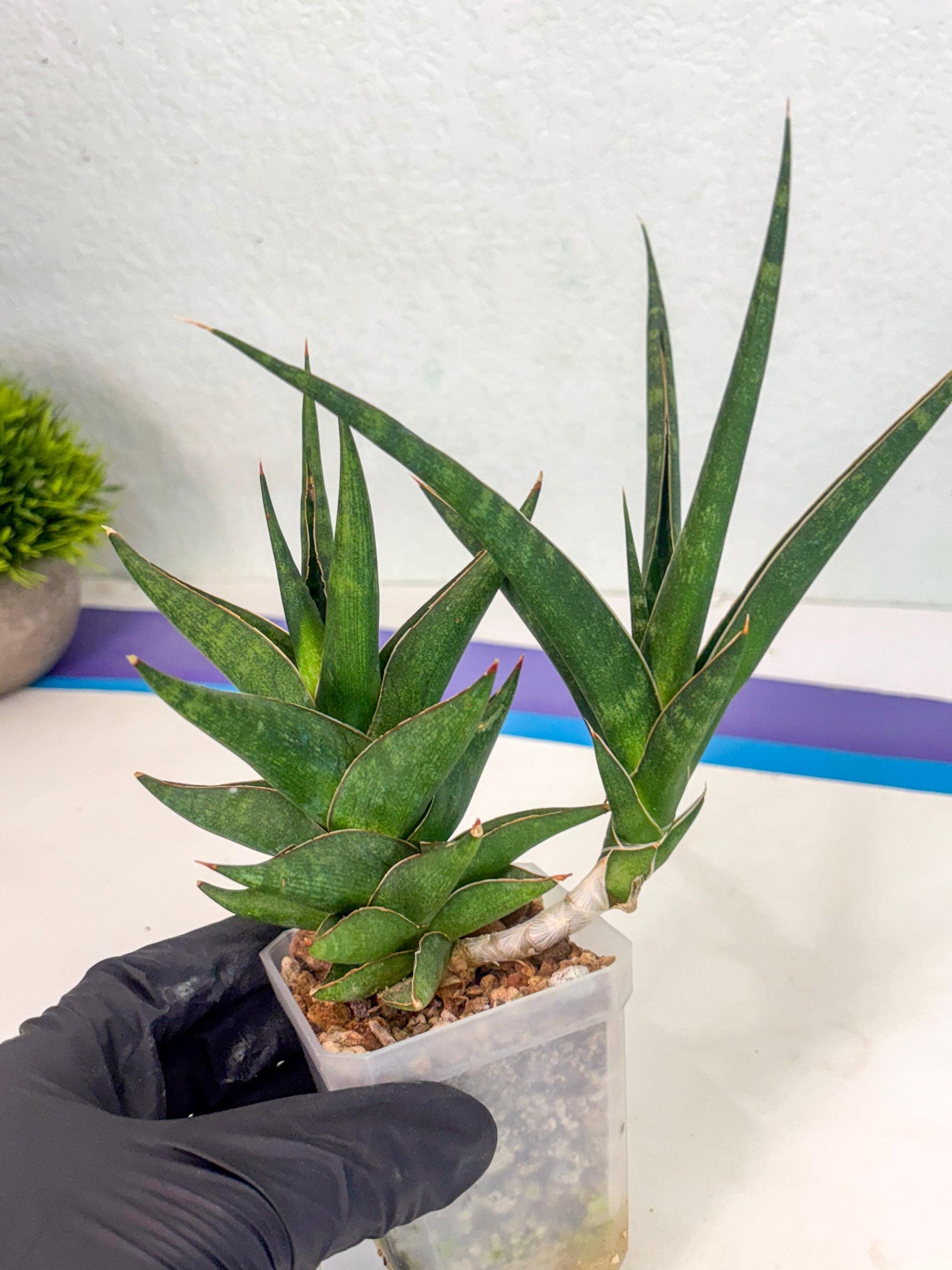 Sansevieria Prabu (ca1) (11) | Rare Snake Plant