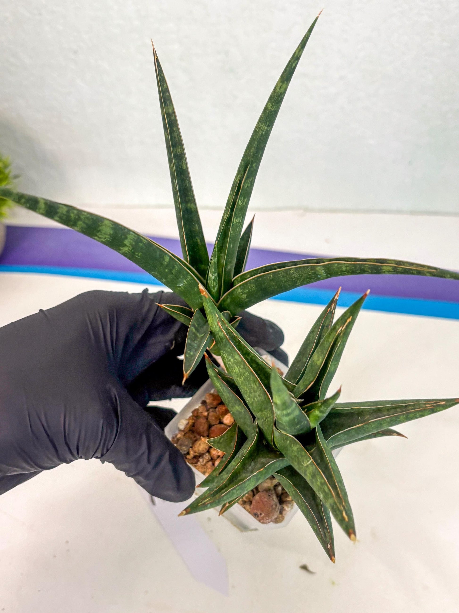 Sansevieria Prabu (ca1) (11) | Rare Snake Plant