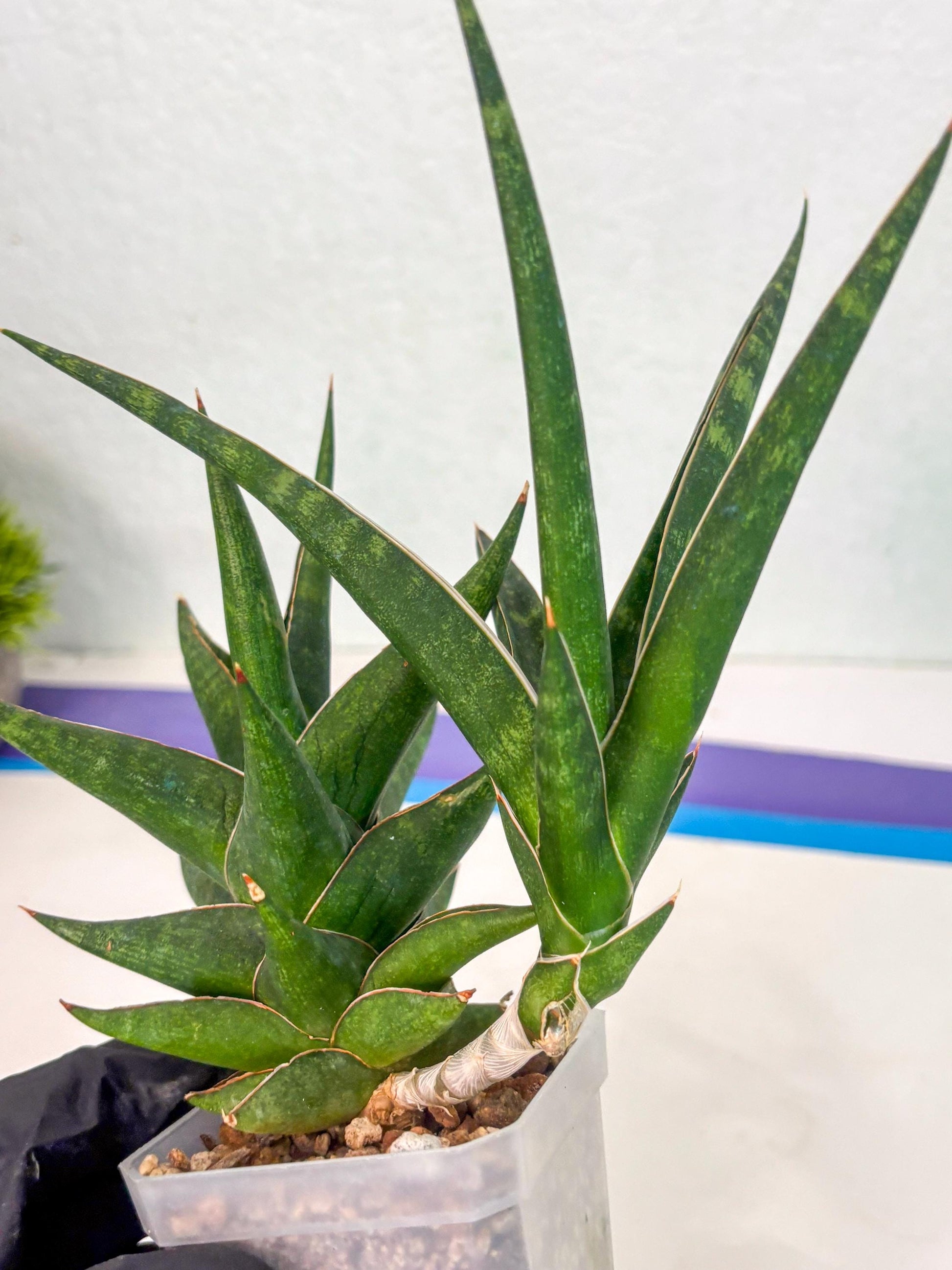 Sansevieria Prabu (ca1) (11) | Rare Snake Plant