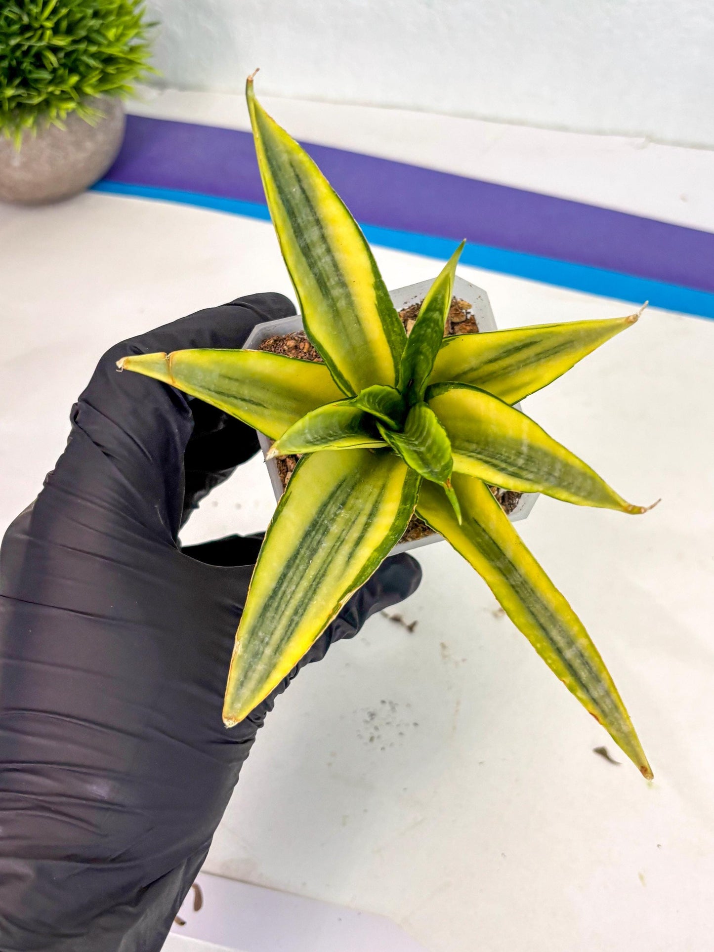 Sansevieria Cordova (ca1) (13) | Rare Snake Plant