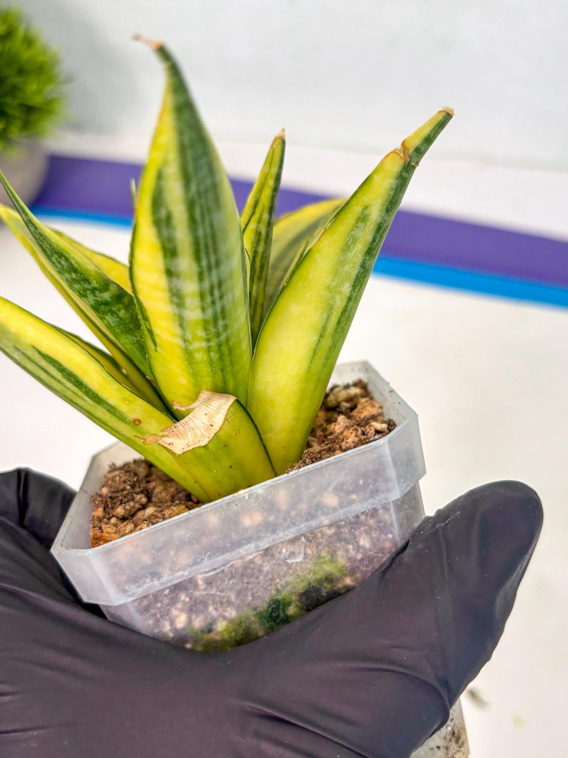 Sansevieria Cordova (ca1) (13) | Rare Snake Plant