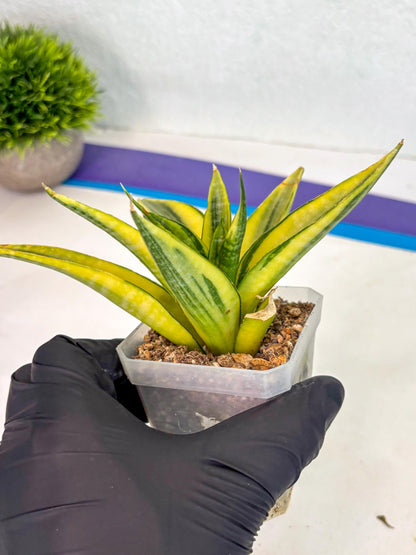 Sansevieria Cordova (ca1) (13) | Rare Snake Plant