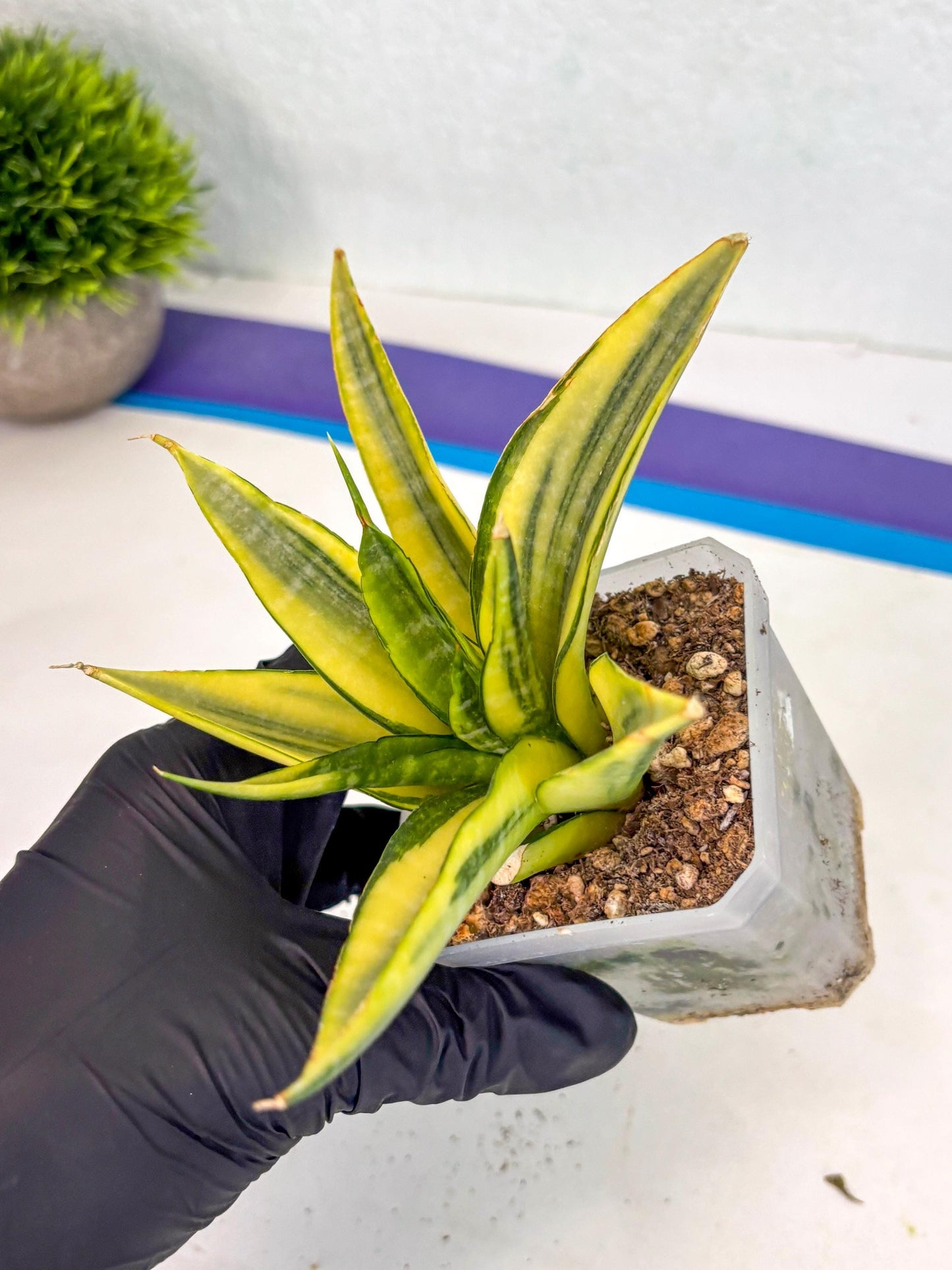 Sansevieria Cordova (ca1) (13) | Rare Snake Plant