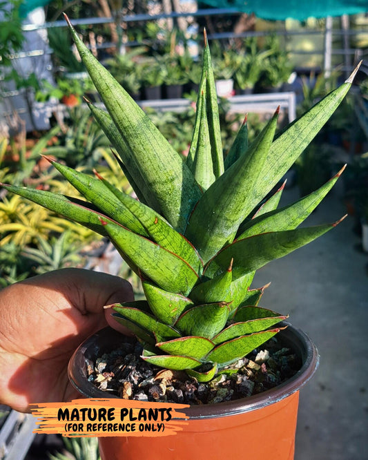 Sansevieria Snow Lotus (ca1) (14) | Rare Snake Plant