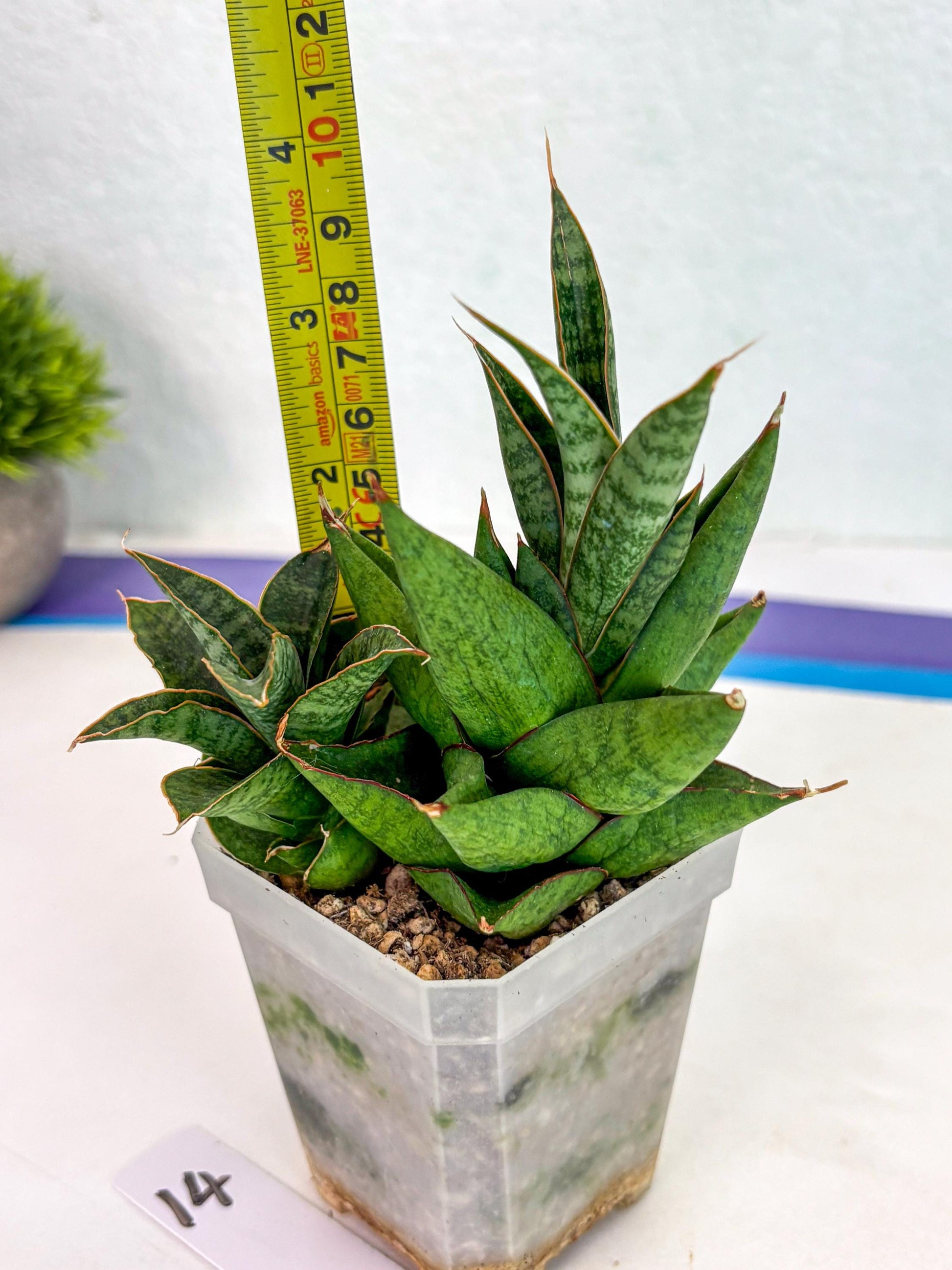 Sansevieria Snow Lotus (ca1) (14) | Rare Snake Plant