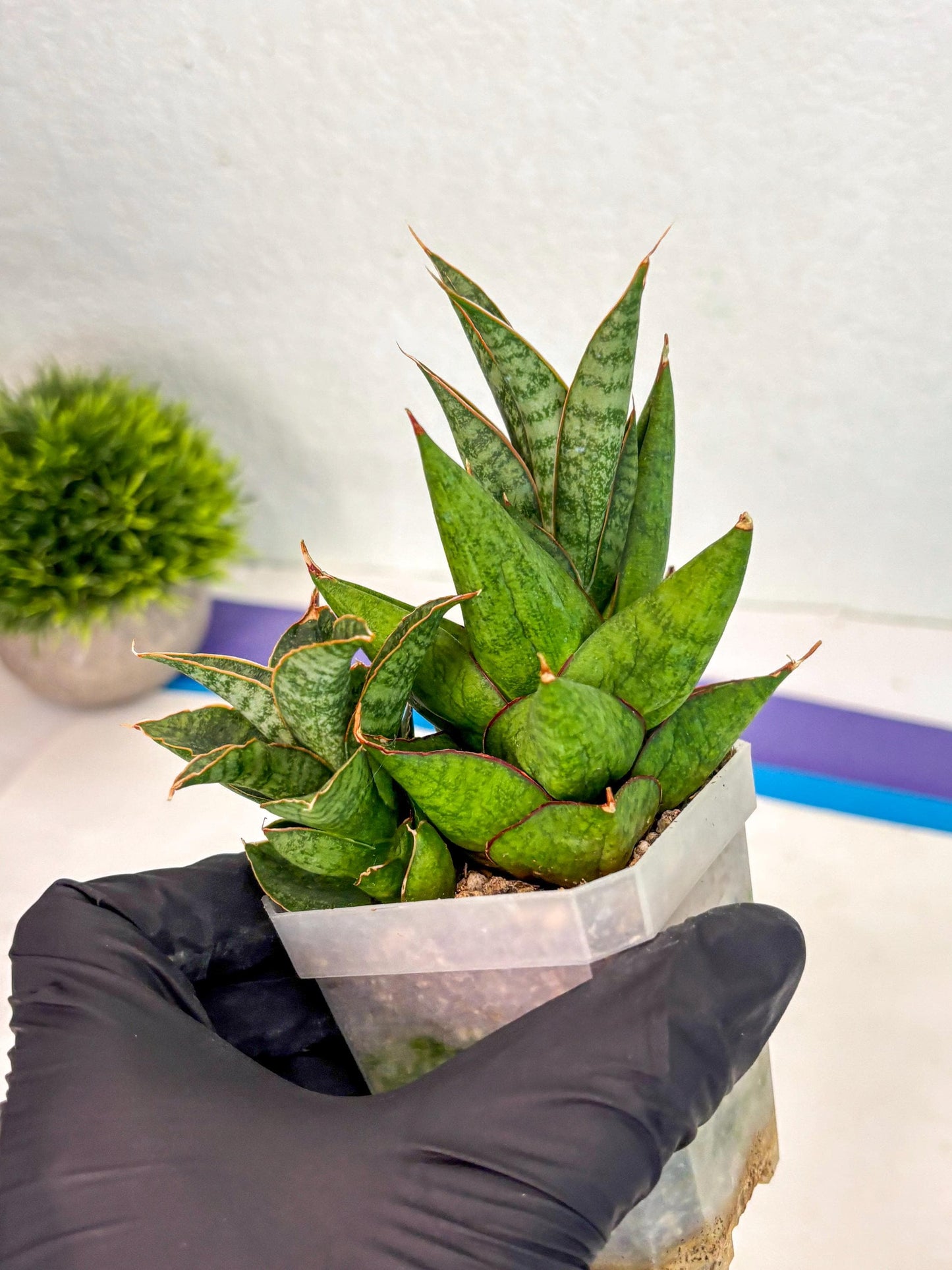 Sansevieria Snow Lotus (ca1) (14) | Rare Snake Plant