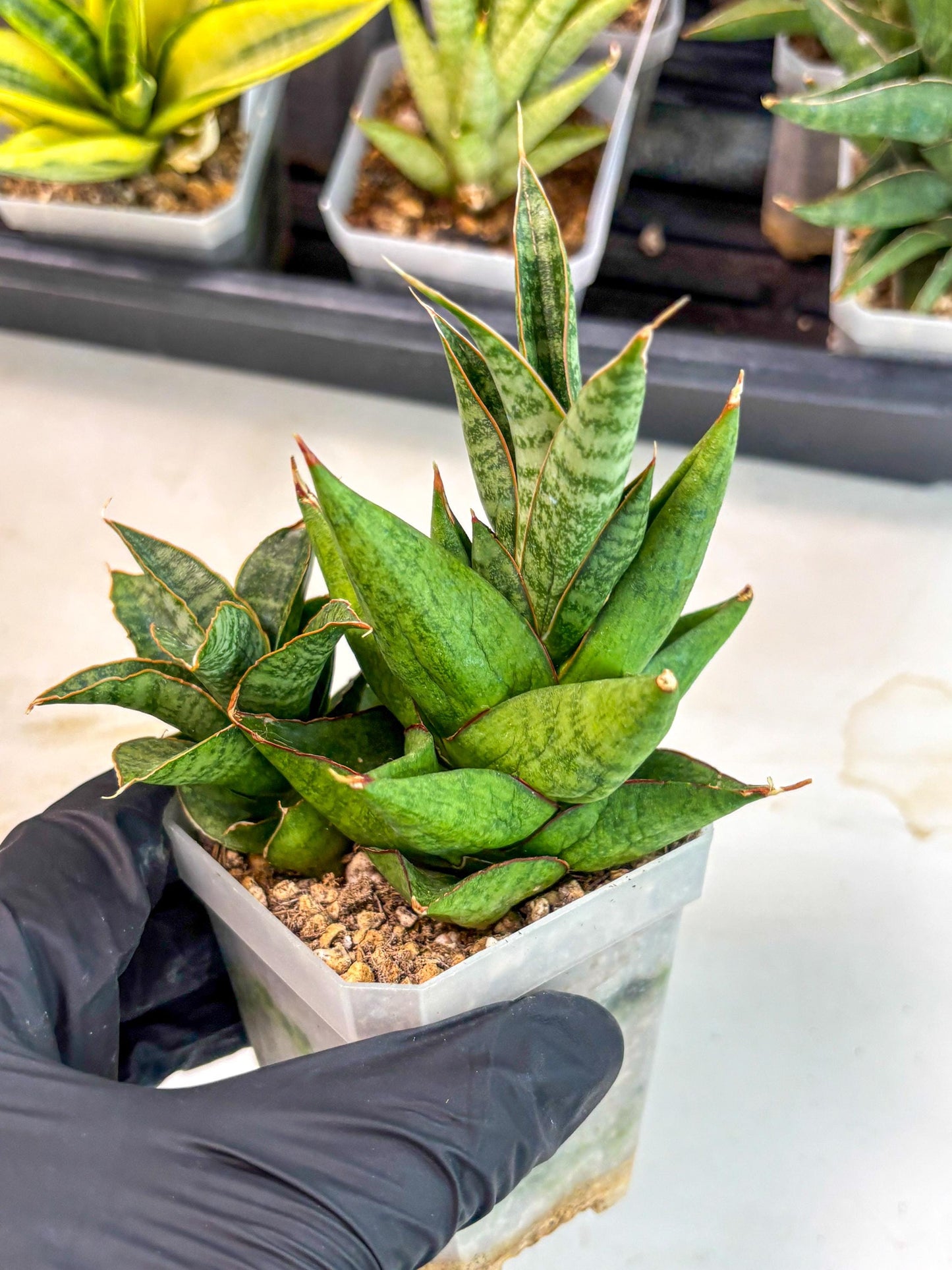 Sansevieria Snow Lotus (ca1) (14) | Rare Snake Plant