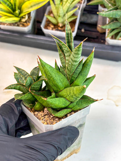 Sansevieria Snow Lotus (ca1) (14) | Rare Snake Plant
