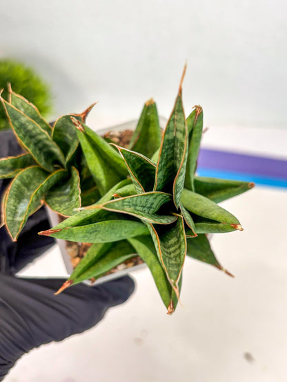 Sansevieria Snow Lotus (ca1) (14) | Rare Snake Plant