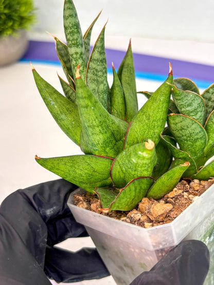 Sansevieria Snow Lotus (ca1) (14) | Rare Snake Plant