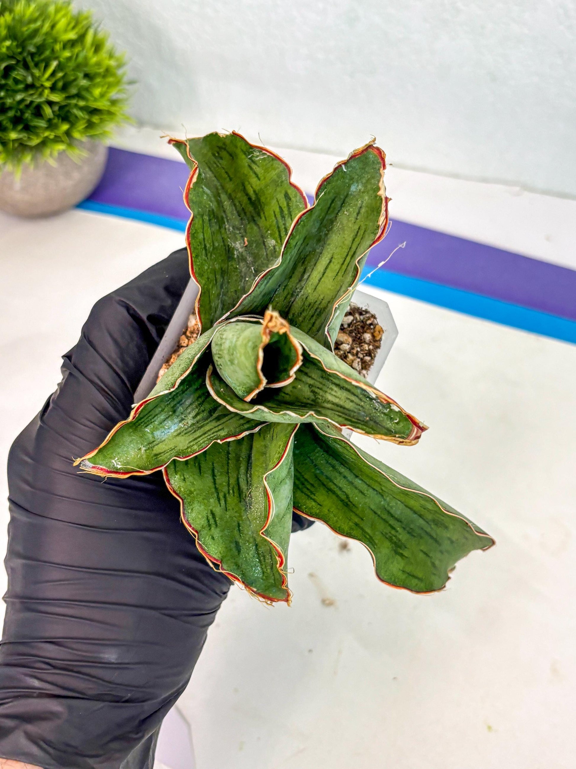 Sansevieria As Silk (ca2) (1) | Rare House Plant