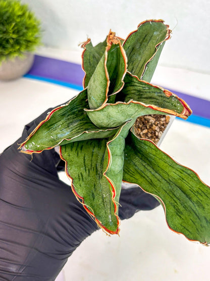 Sansevieria As Silk (ca2) (1) | Rare House Plant