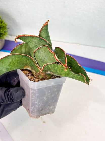 Sansevieria As Silk (ca2) (1) | Rare House Plant