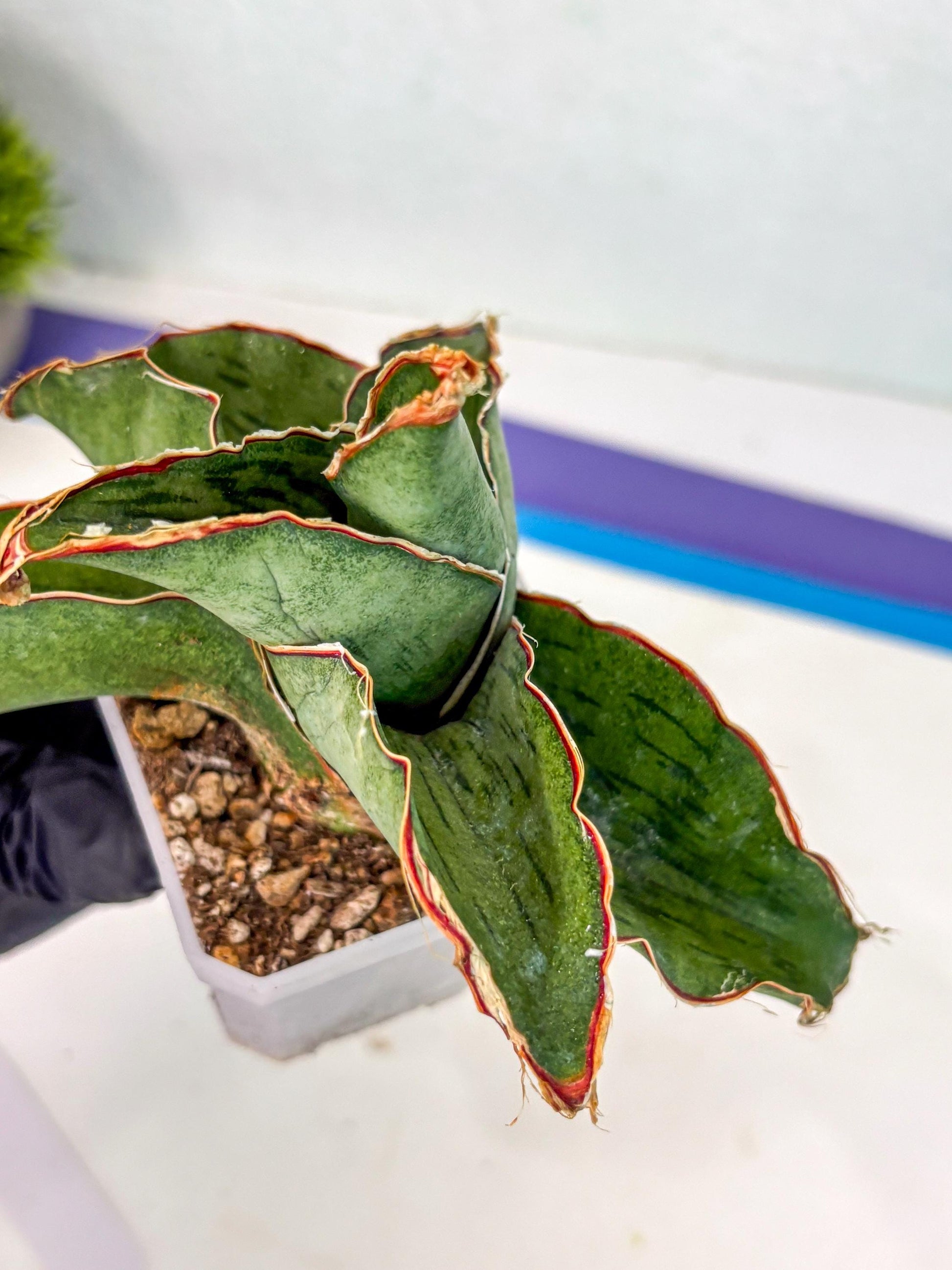 Sansevieria As Silk (ca2) (1) | Rare House Plant
