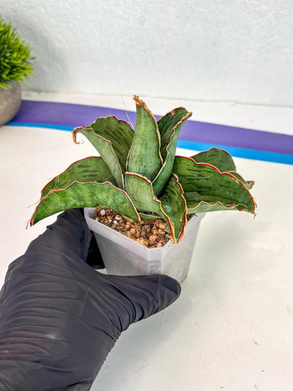 Sansevieria As Silk (ca2) (1) | Rare House Plant