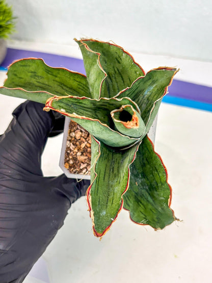 Sansevieria As Silk (ca2) (1) | Rare House Plant