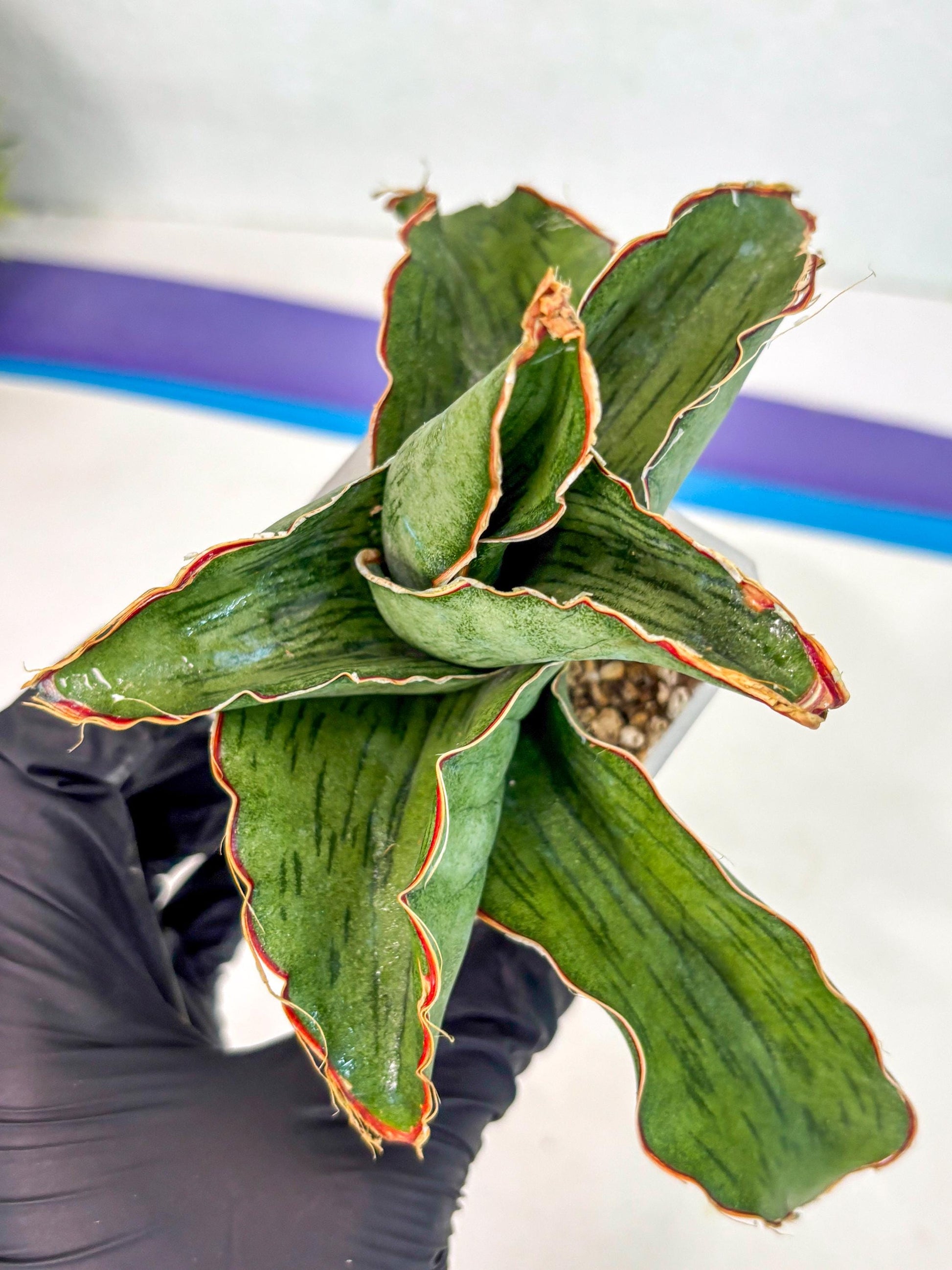 Sansevieria As Silk (ca2) (1) | Rare House Plant