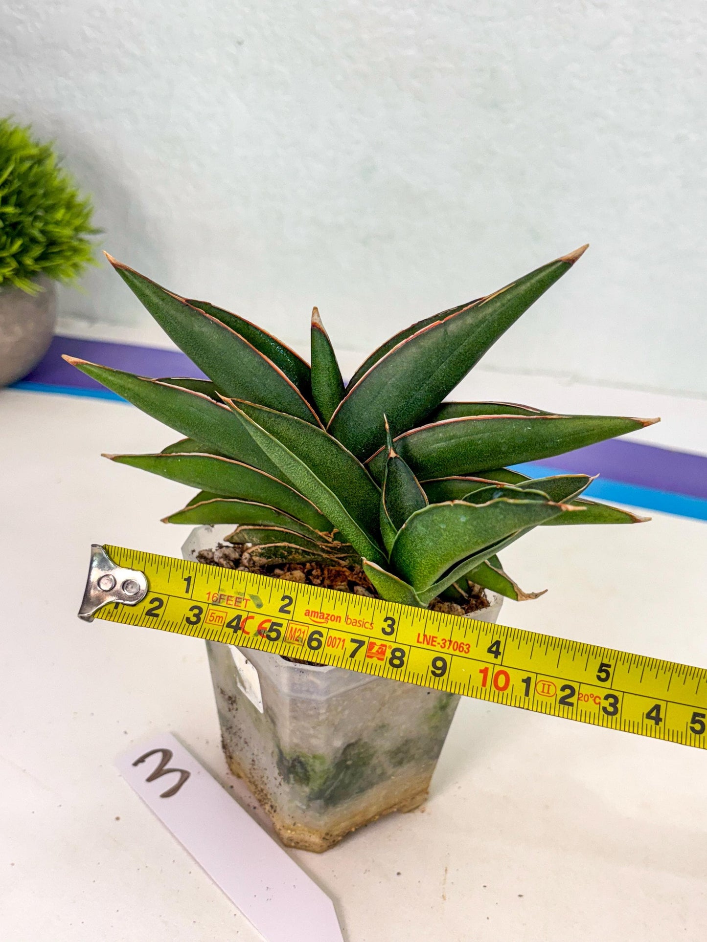 Sansevieria Sawasdee (ca2) (3) | Rare Snake Plant