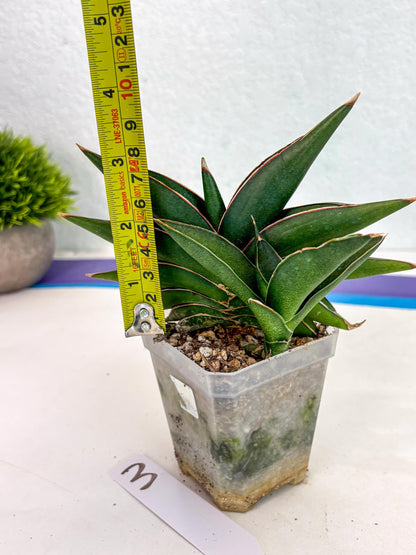 Sansevieria Sawasdee (ca2) (3) | Rare Snake Plant