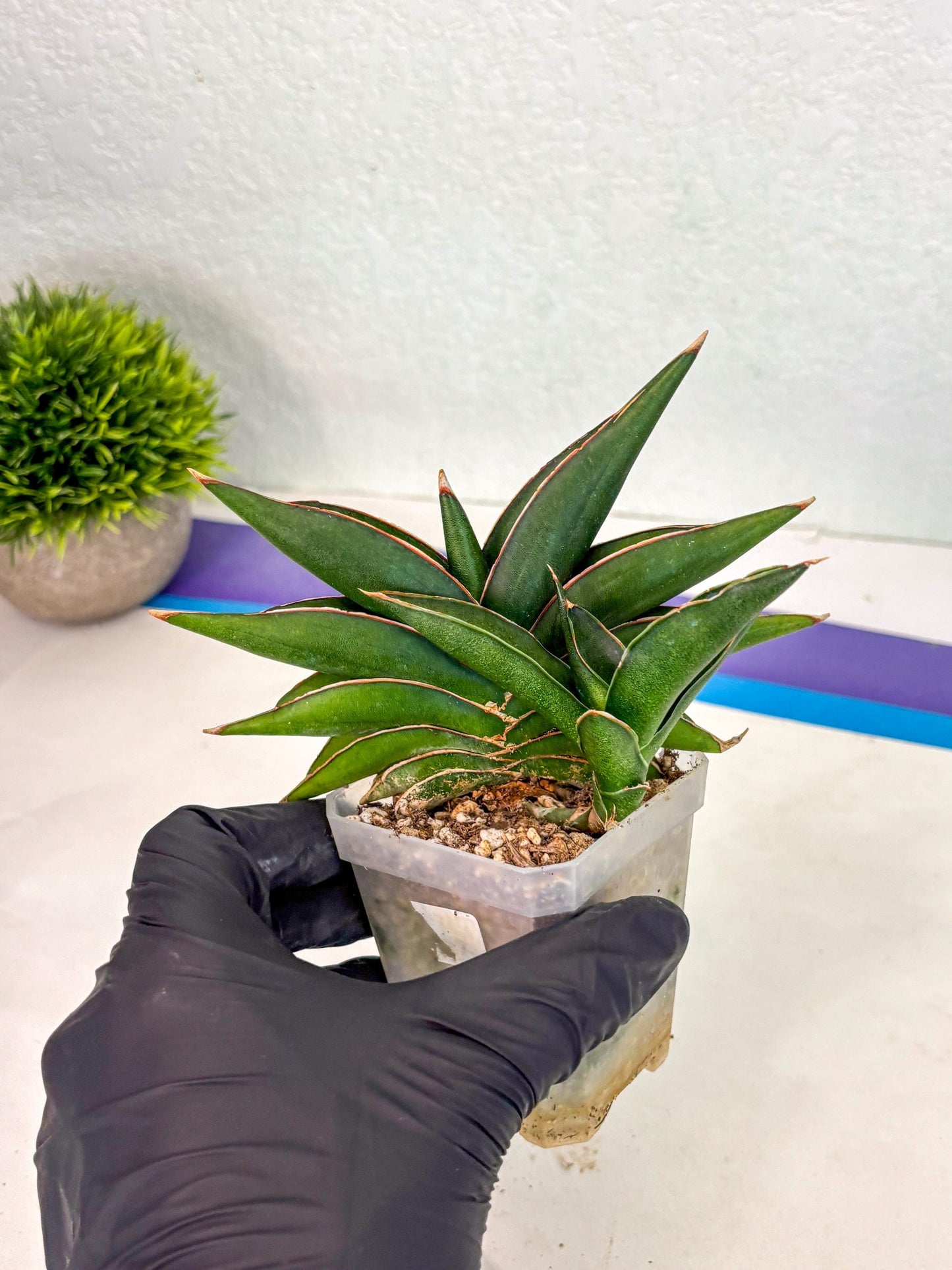 Sansevieria Sawasdee (ca2) (3) | Rare Snake Plant
