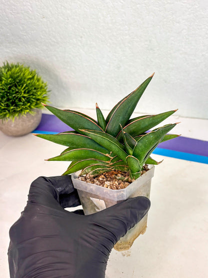 Sansevieria Sawasdee (ca2) (3) | Rare Snake Plant