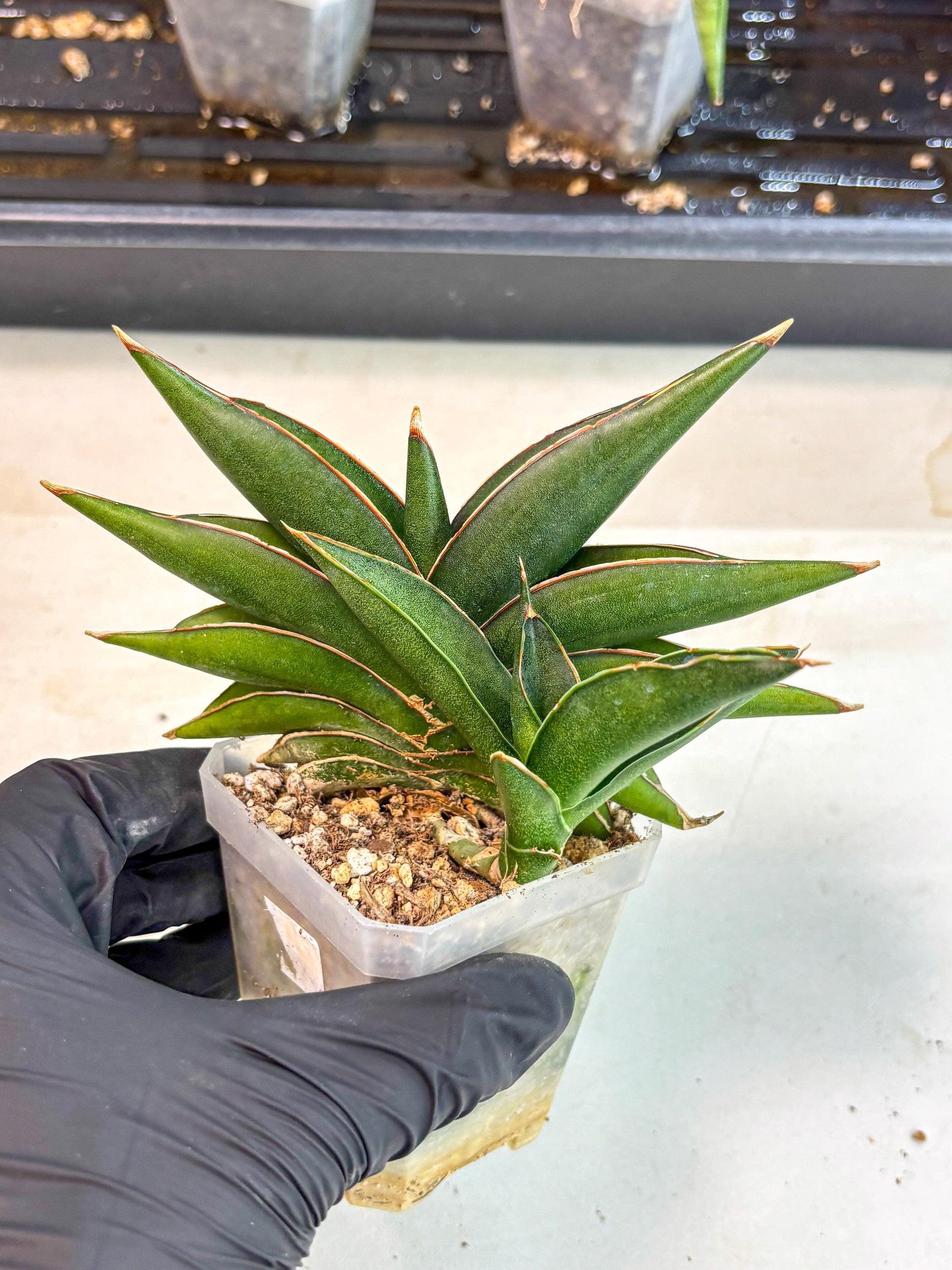 Sansevieria Sawasdee (ca2) (3) | Rare Snake Plant