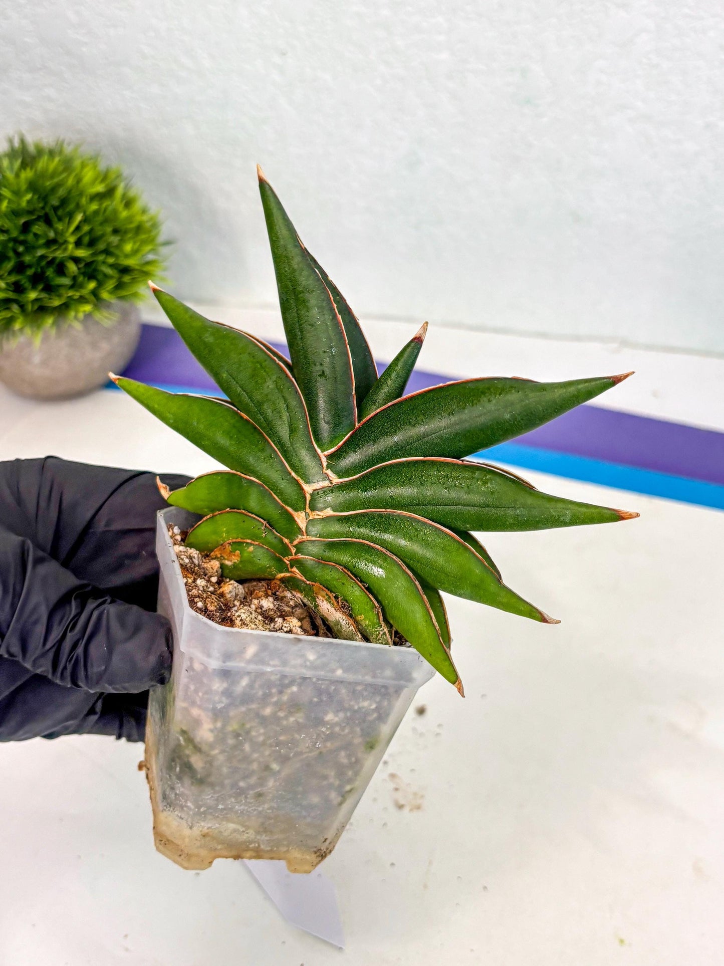Sansevieria Sawasdee (ca2) (3) | Rare Snake Plant
