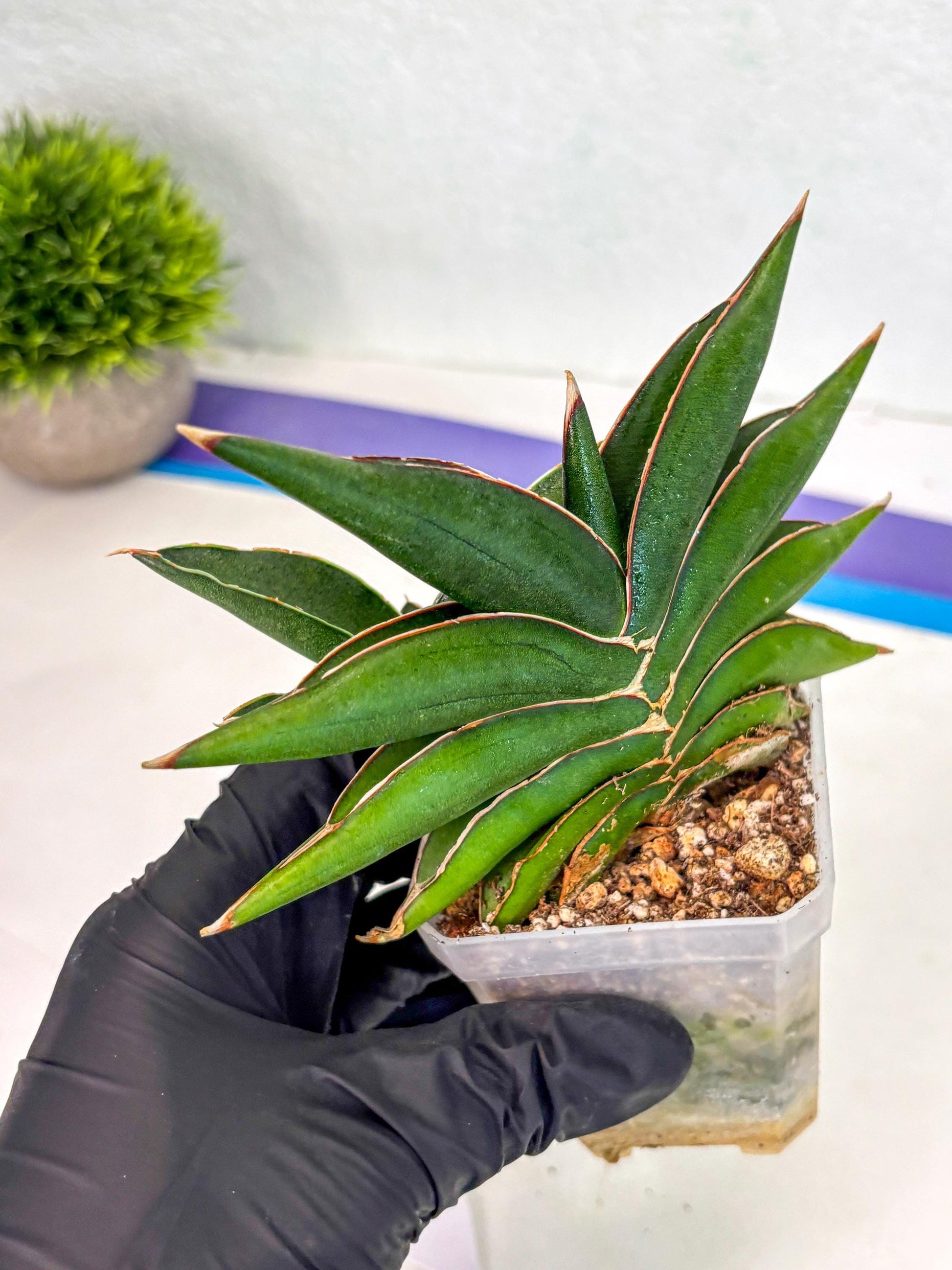 Sansevieria Sawasdee (ca2) (3) | Rare Snake Plant