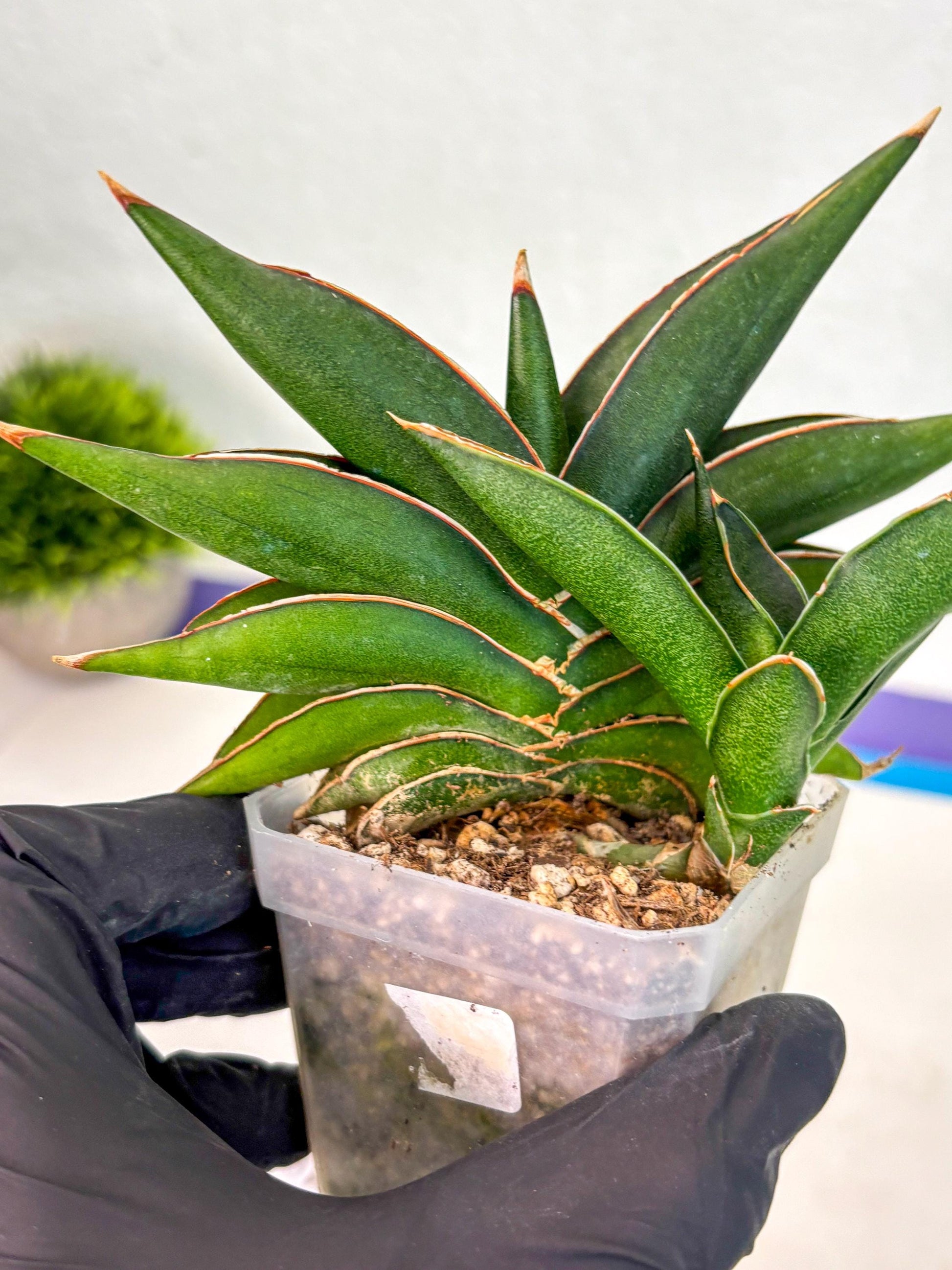 Sansevieria Sawasdee (ca2) (3) | Rare Snake Plant