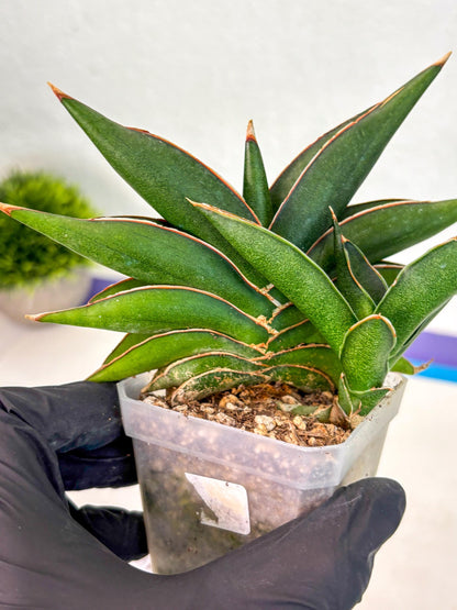 Sansevieria Sawasdee (ca2) (3) | Rare Snake Plant