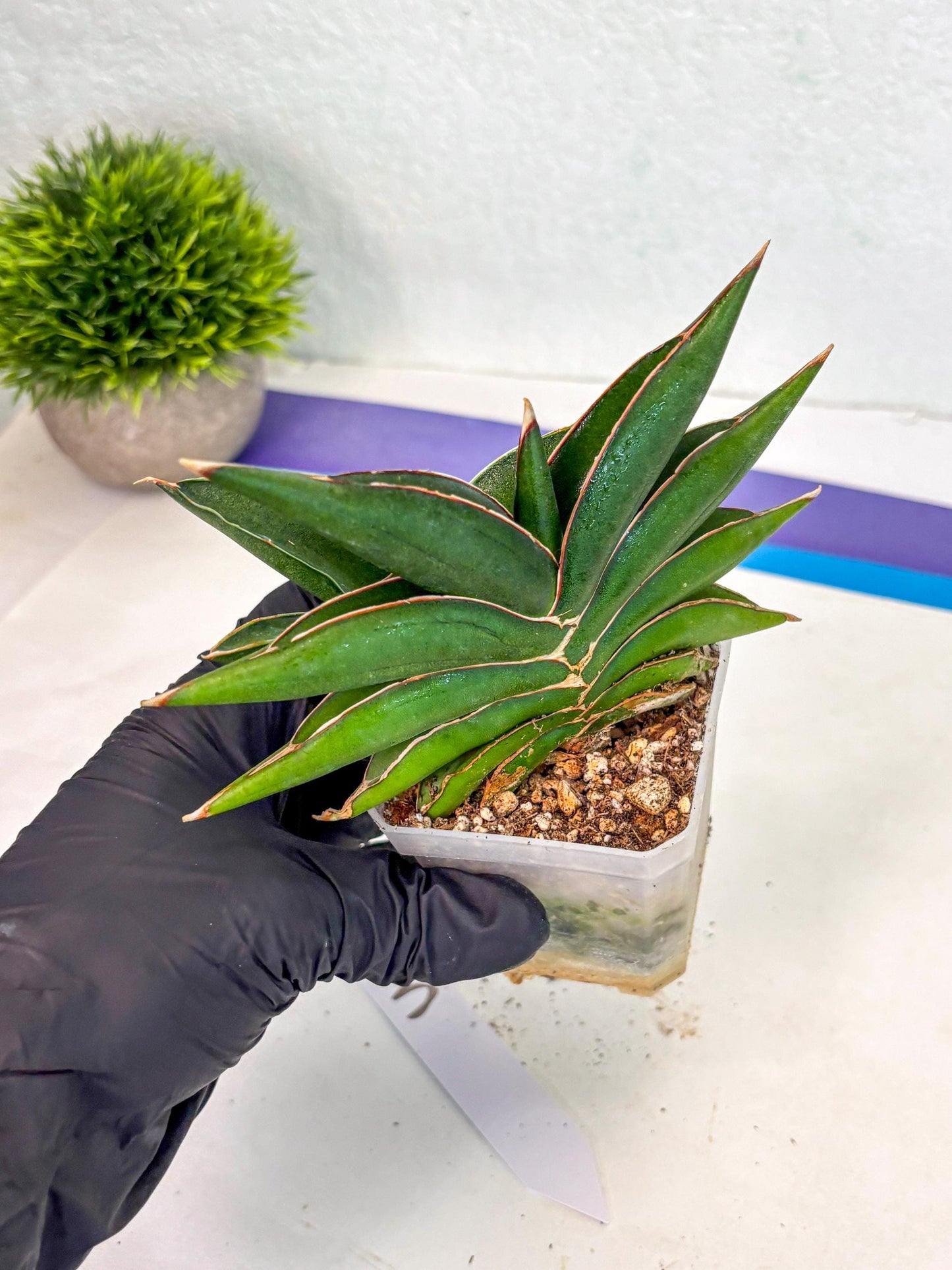 Sansevieria Sawasdee (ca2) (3) | Rare Snake Plant