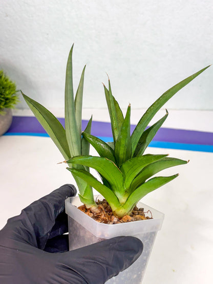 Sansevieria Manee Thewee (ca2) (4) | Rare Snake Plant