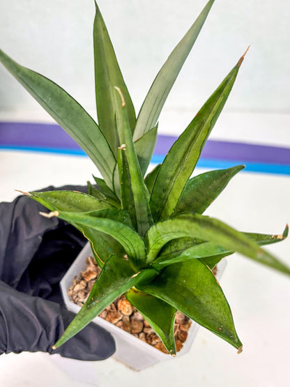 Sansevieria Manee Thewee (ca2) (4) | Rare Snake Plant
