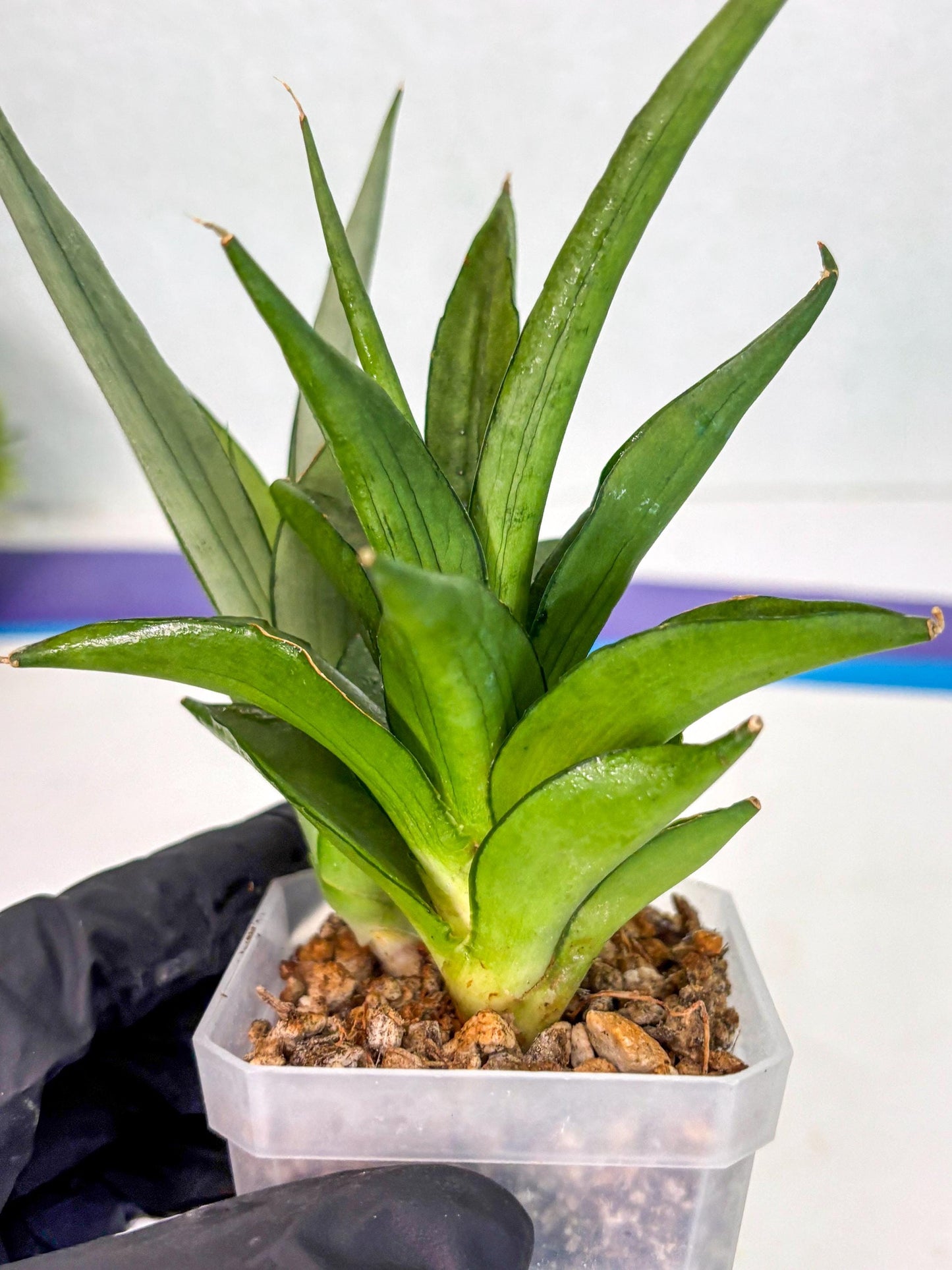 Sansevieria Manee Thewee (ca2) (4) | Rare Snake Plant