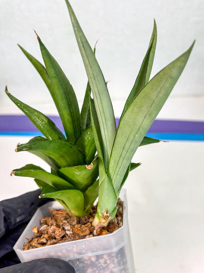 Sansevieria Manee Thewee (ca2) (4) | Rare Snake Plant