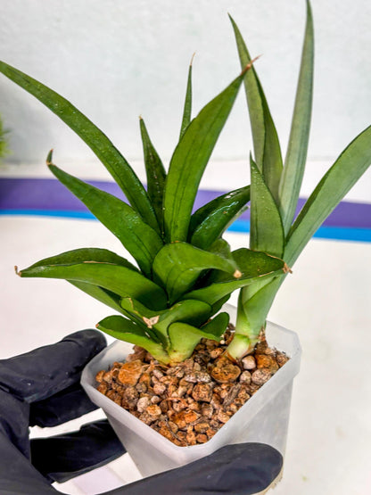 Sansevieria Manee Thewee (ca2) (4) | Rare Snake Plant
