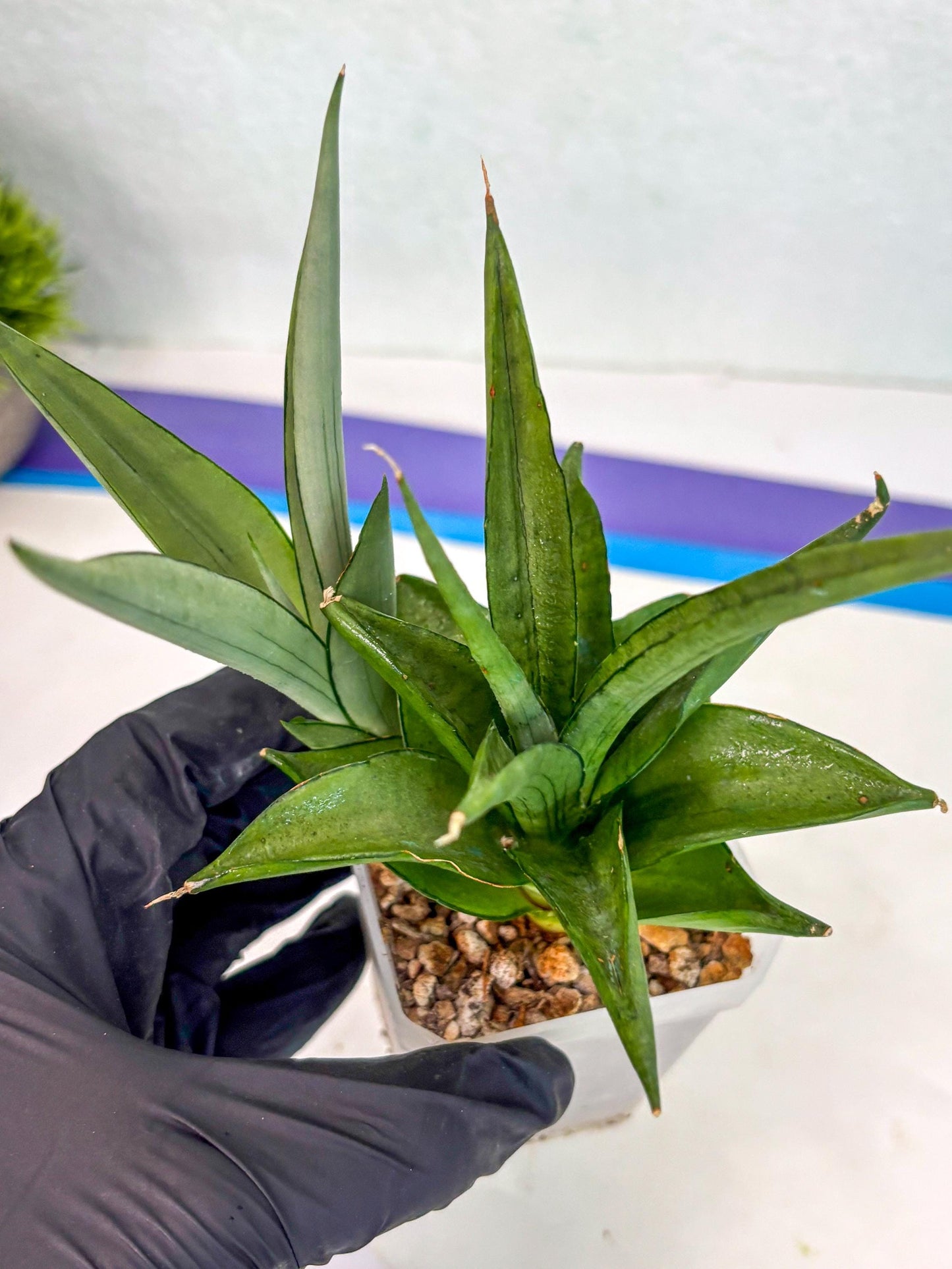 Sansevieria Manee Thewee (ca2) (4) | Rare Snake Plant