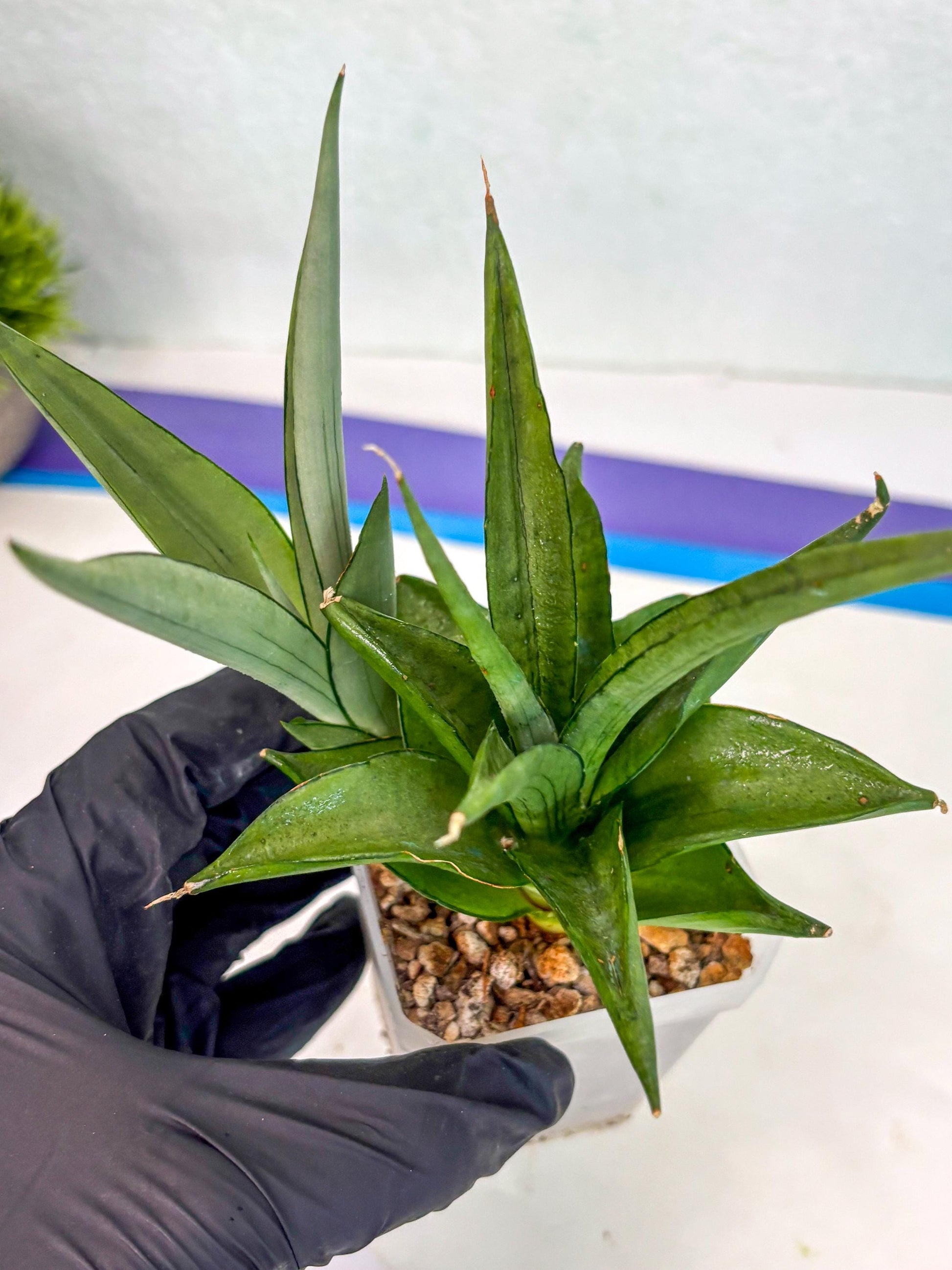 Sansevieria Manee Thewee (ca2) (4) | Rare Snake Plant