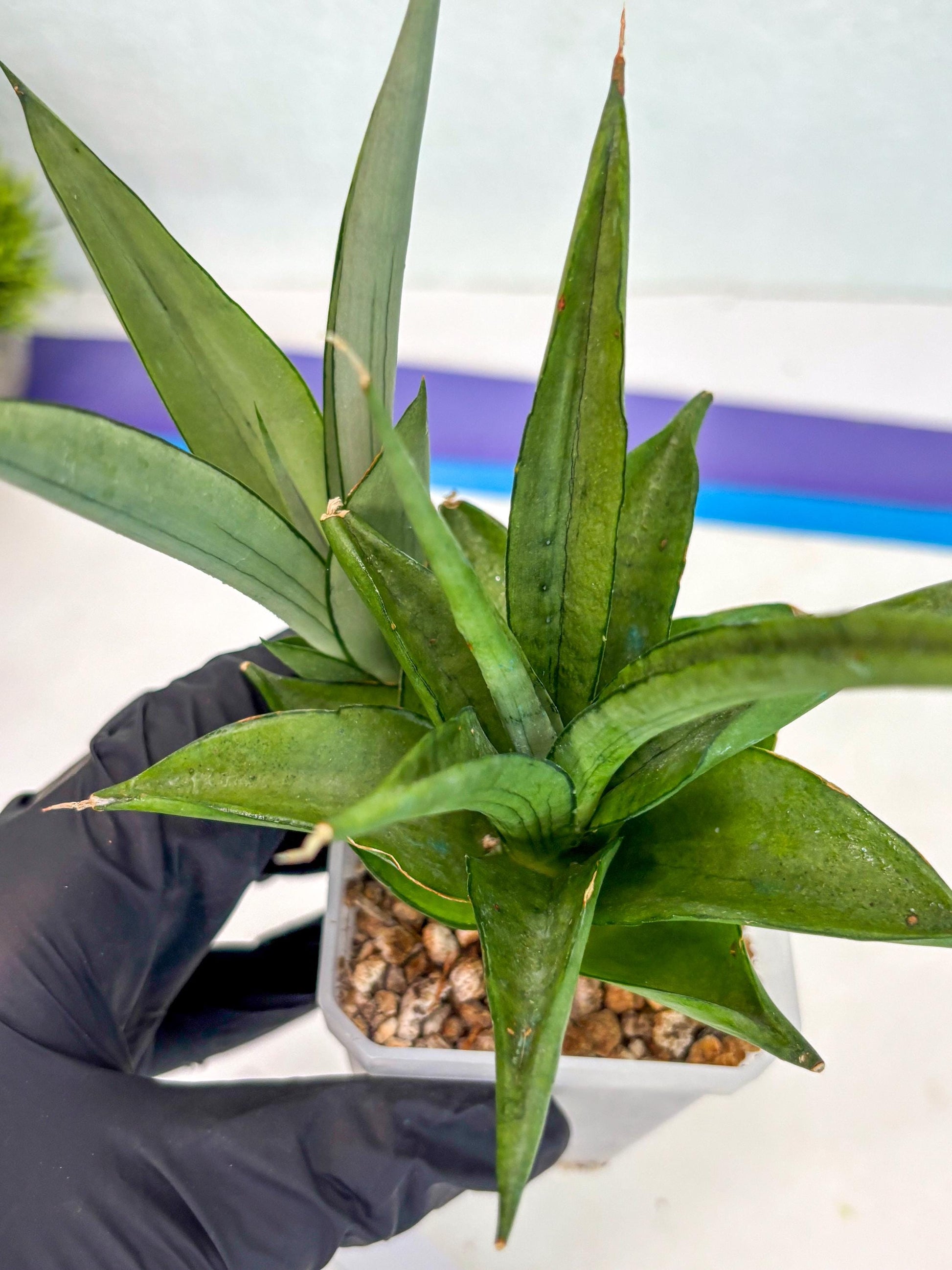 Sansevieria Manee Thewee (ca2) (4) | Rare Snake Plant