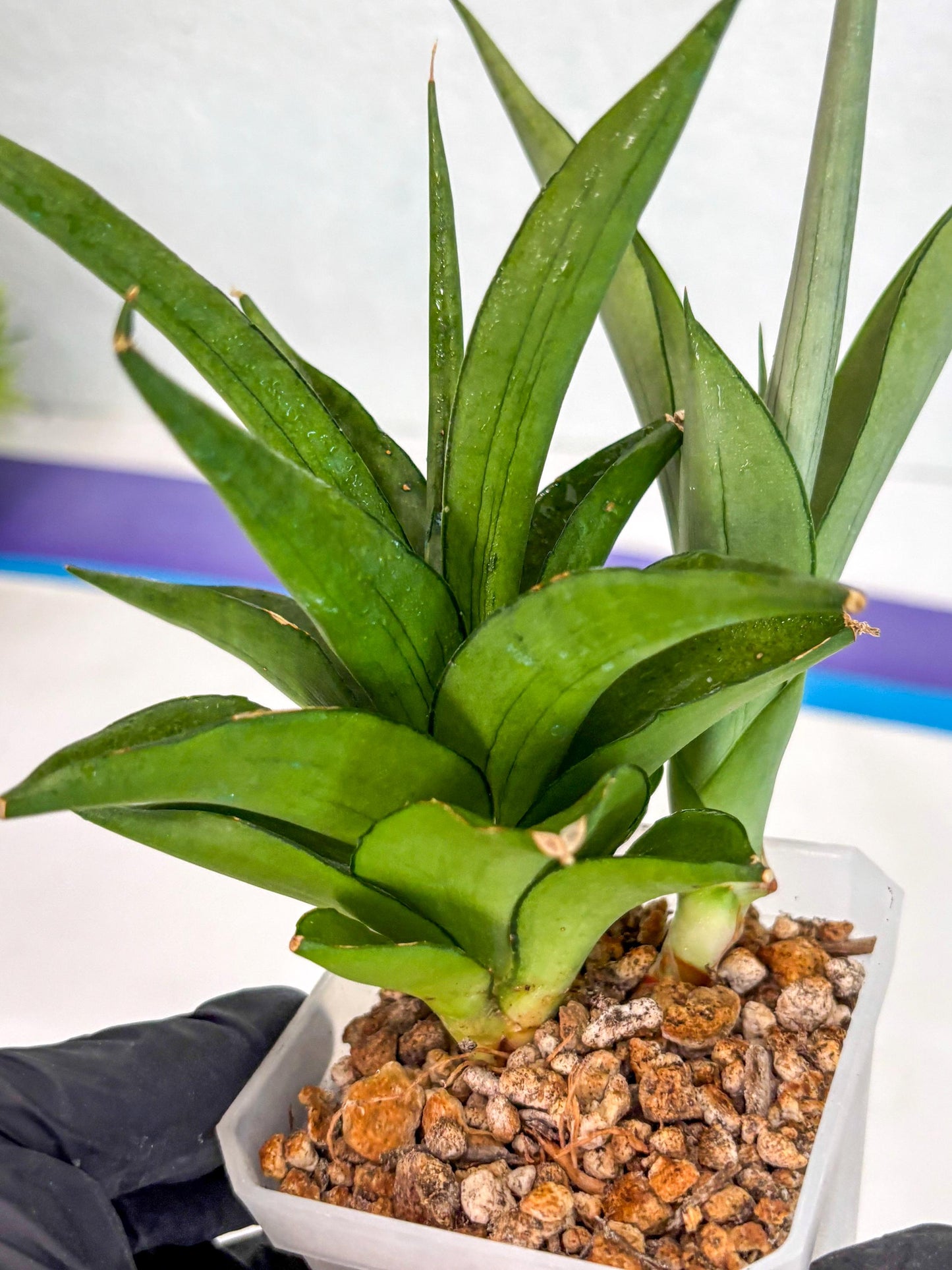 Sansevieria Manee Thewee (ca2) (4) | Rare Snake Plant