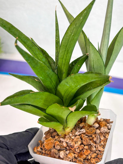 Sansevieria Manee Thewee (ca2) (4) | Rare Snake Plant