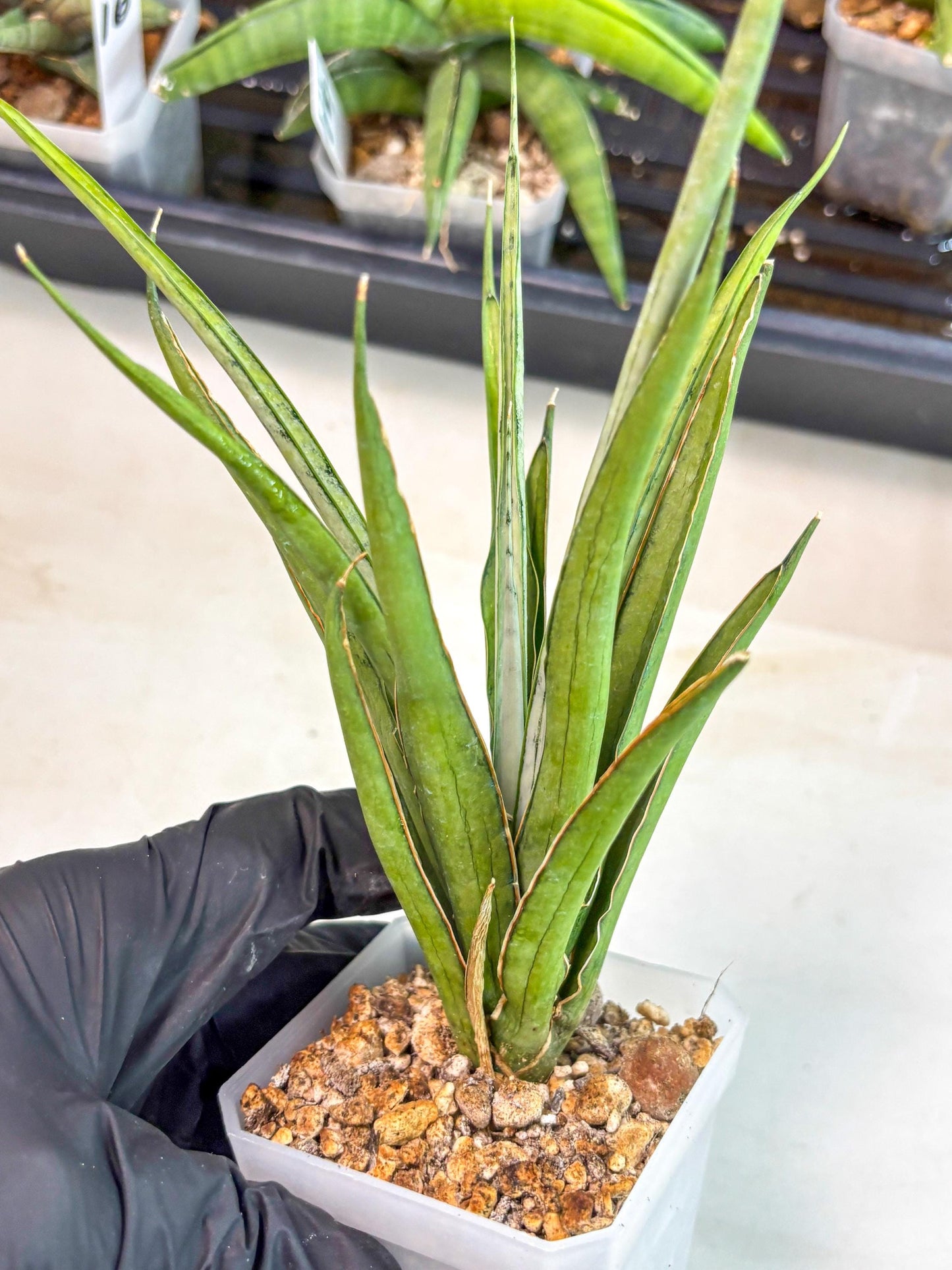 Sansevieria FuFu (ca2) (9) | Rare Snake Plant