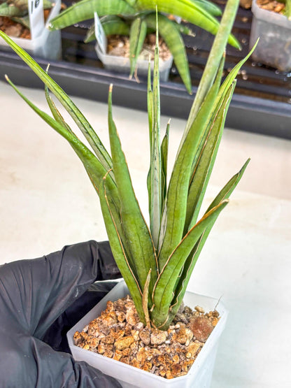 Sansevieria FuFu (ca2) (9) | Rare Snake Plant