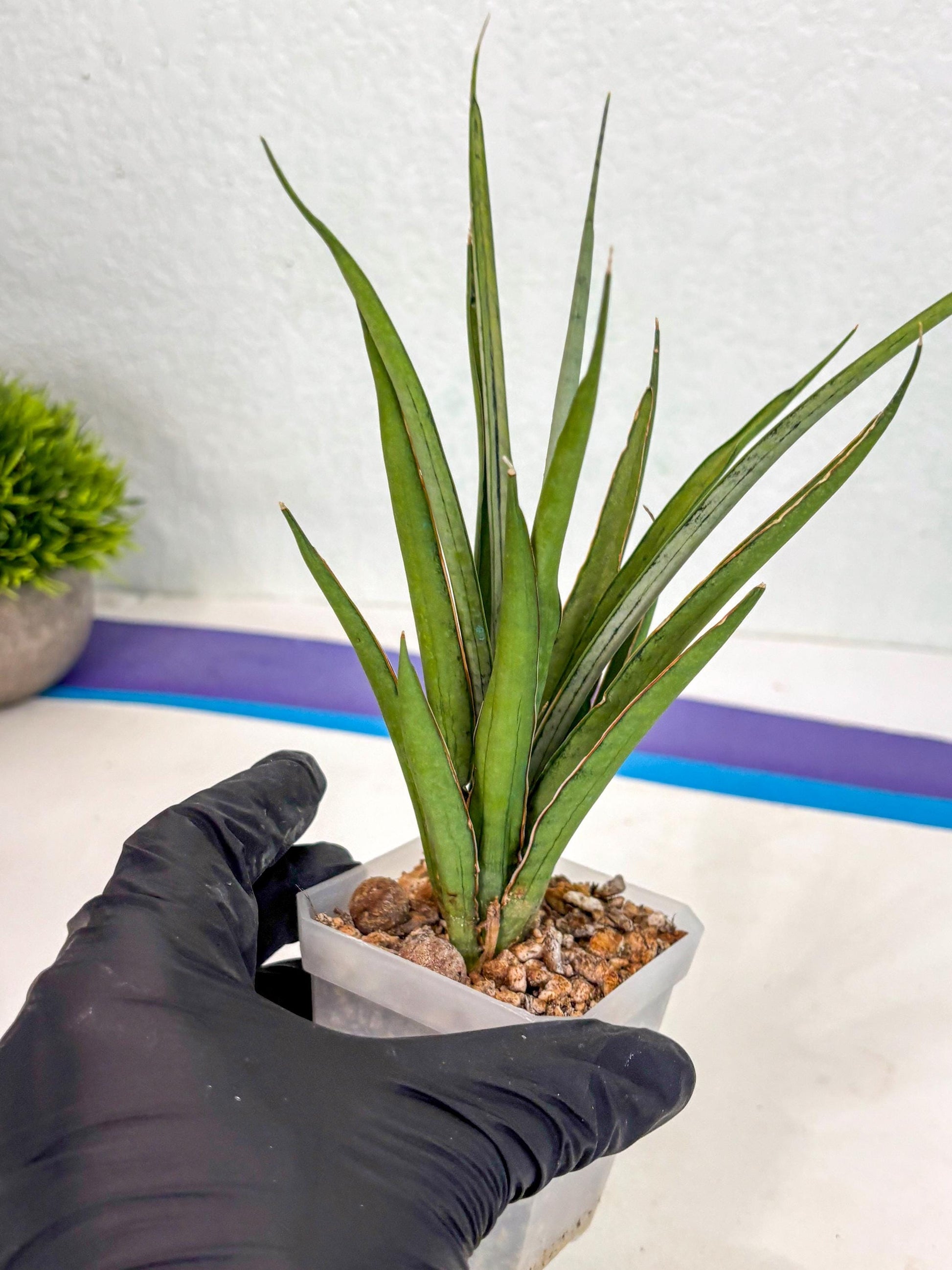 Sansevieria FuFu (ca2) (9) | Rare Snake Plant