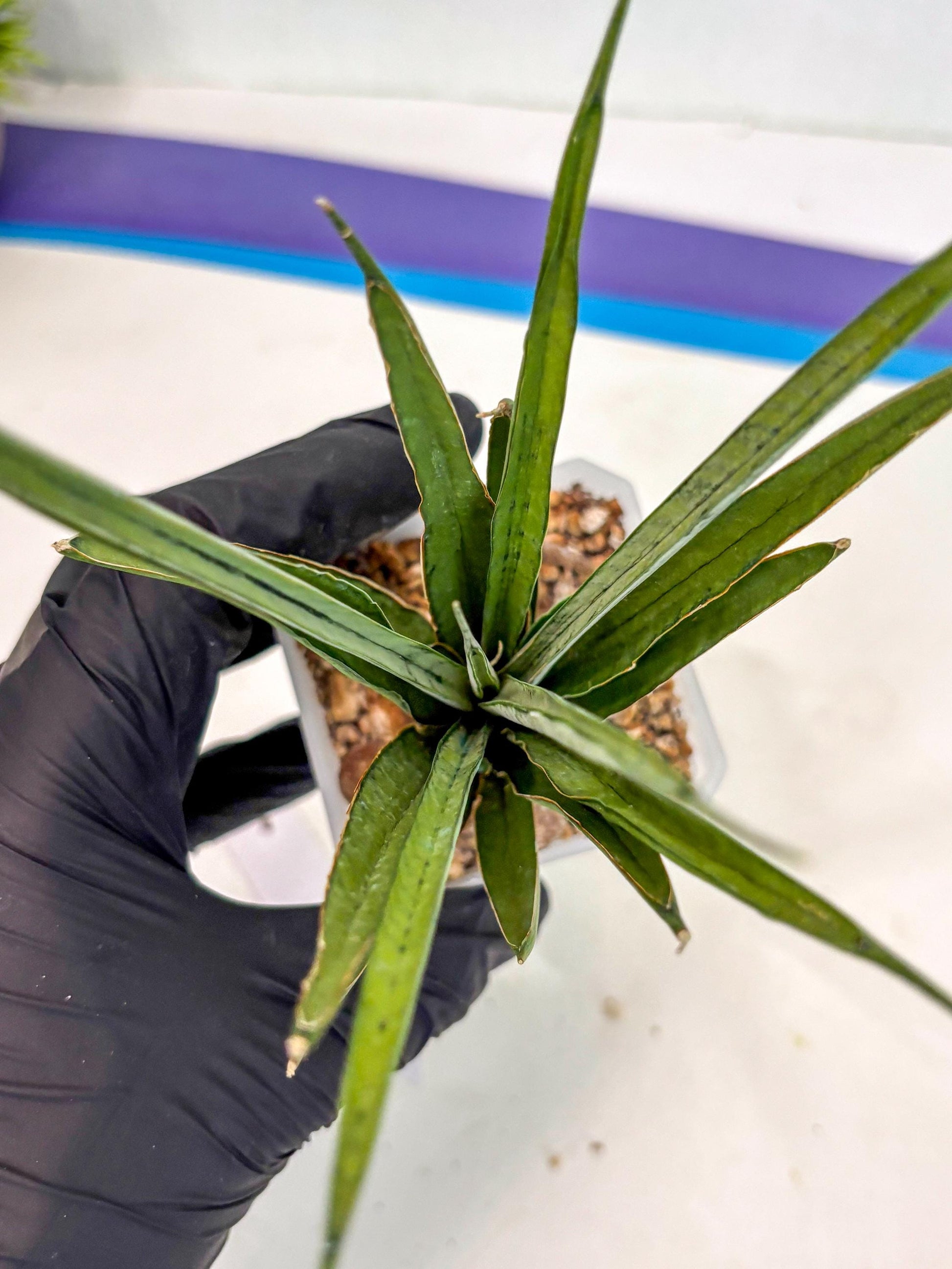 Sansevieria FuFu (ca2) (9) | Rare Snake Plant