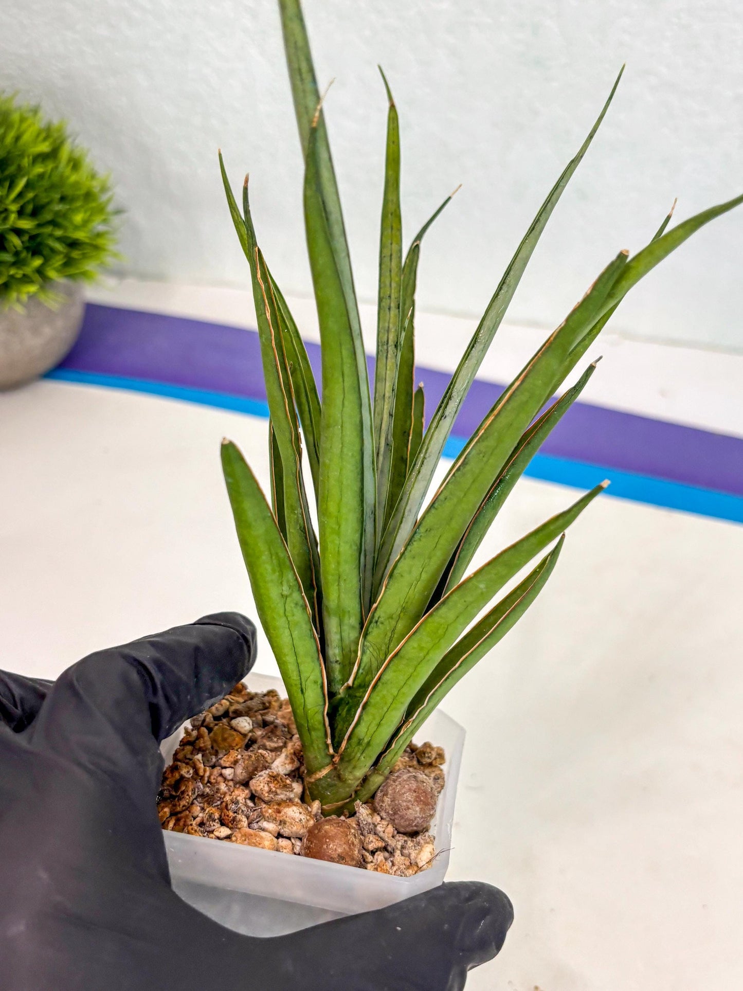 Sansevieria FuFu (ca2) (9) | Rare Snake Plant