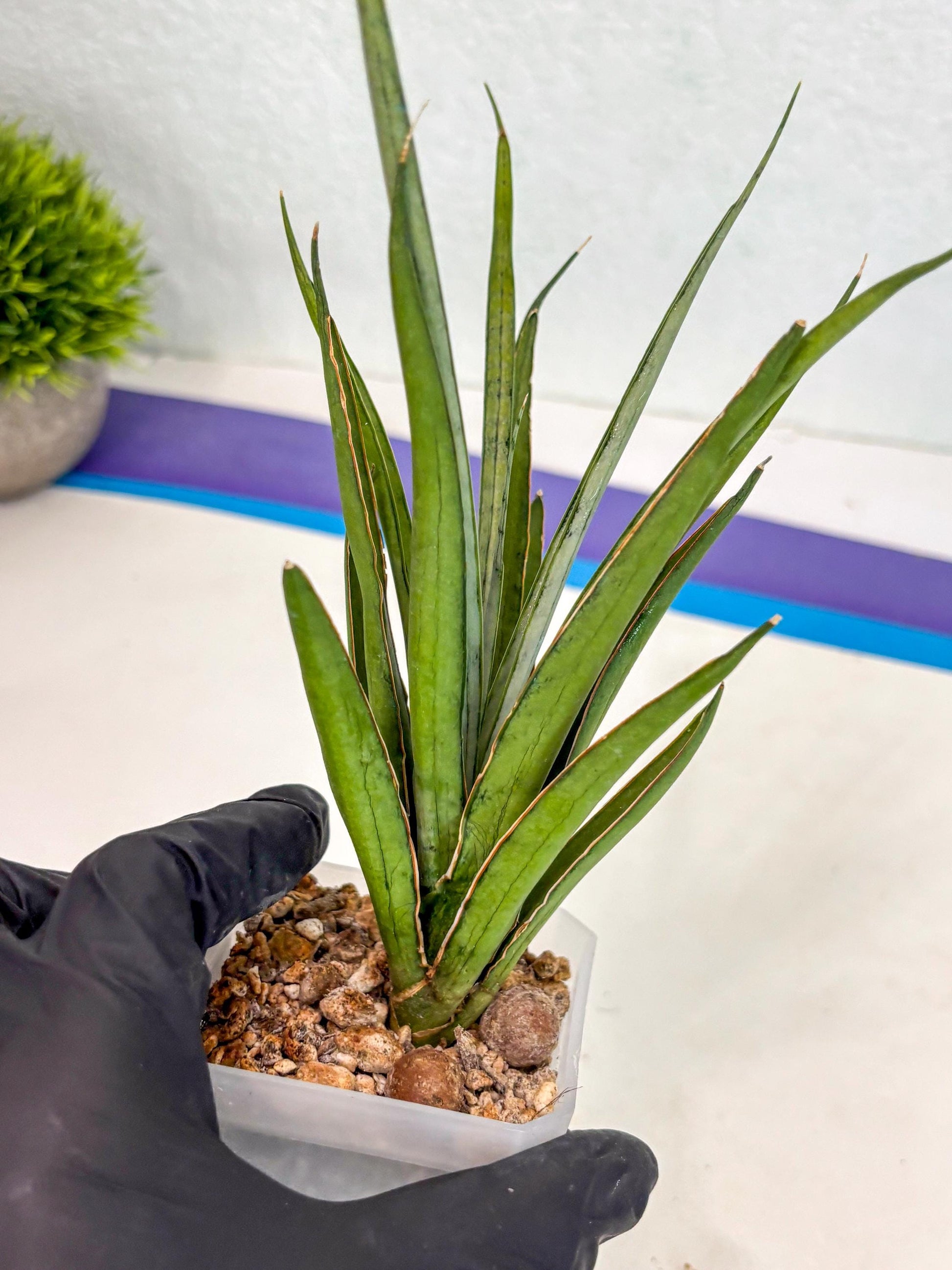 Sansevieria FuFu (ca2) (9) | Rare Snake Plant