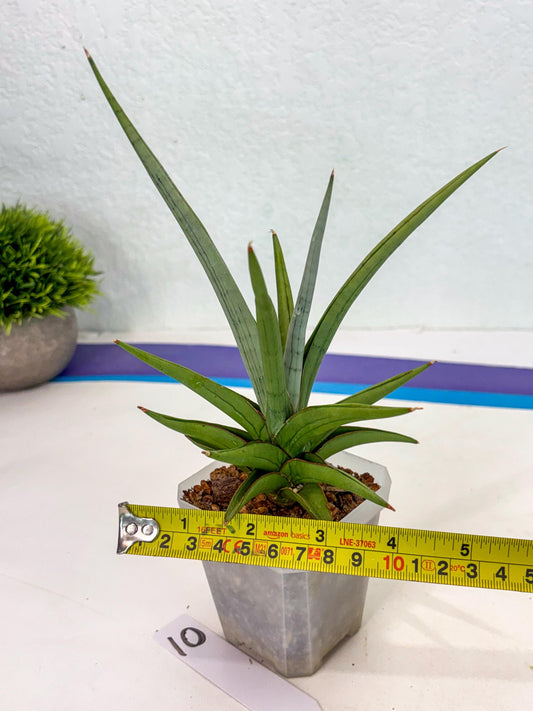 Sansevieria Kasih (ca2) (10) | Rare Snake Plant